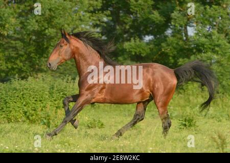 Andulisan VOR Hengst galoppieren auf dem Feld Stockfoto