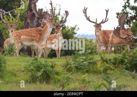 Gruppe von Damhirsch-Böcken (dama dama, männlich), die im Grasland stehen, Vereinigtes Königreich Stockfoto