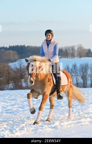 Reiten Sie auf Haflinger-Pferd im Winter am Abend Stockfoto