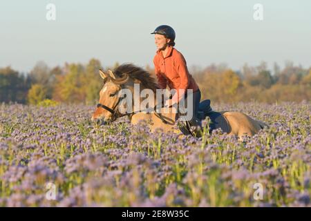 Junger Reiter auf dem Rücken eines norwegischen Fjordpferdes Galoppieren In einem Herbst luzerner Feld Stockfoto