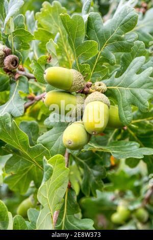 Eicheln wachsen auf Eiche, Quercus robur. Stockfoto
