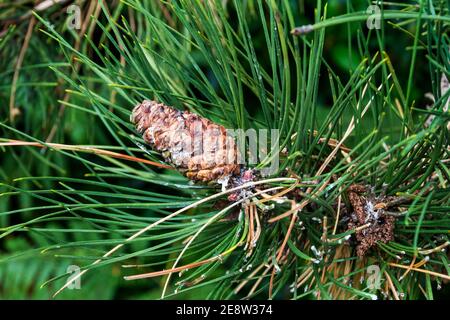 Kegel der Schottenkiefer, Pinus sylvestris, wächst auf Baum. Stockfoto