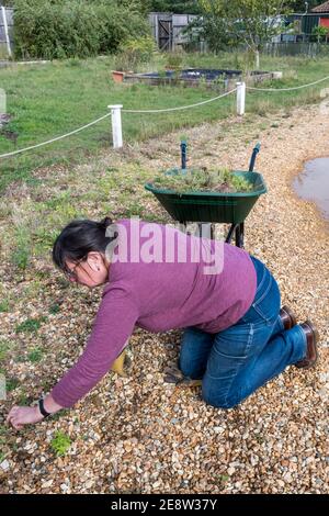 Frau auf Händen und Knien Hand Jäten ein Schotterfahrt. Stockfoto