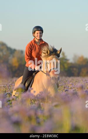 Junger Reiter auf dem Rücken eines norwegischen Fjordpferdes Galoppieren In einem Herbst luzerner Feld Stockfoto