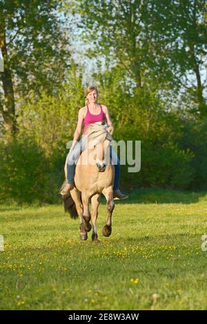 Junge Frau, die bareback und randlos auf einem norwegischen Fjord reitet Pferdehengst Galoppieren auf einer Wiese Stockfoto