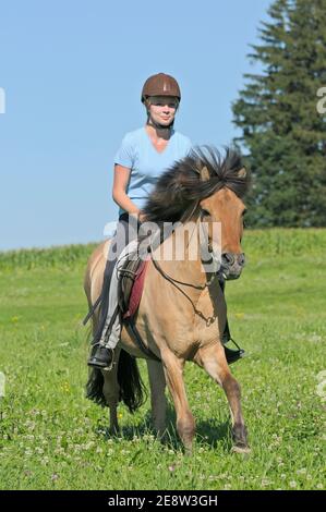 Mädchen auf der Rückseite ein Islandpferd im Galopp auf einer Wiese Stockfoto