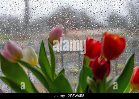 Regnerisches Wetter, Regentropfen auf einer Fensterscheibe, Blick aus einem regnerischen Fenster, Blumenvase mit bunten Tulpen, Stockfoto