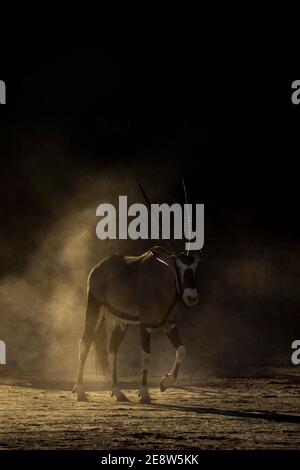 Oryx (Oryx Gazella), Kgalagadi Transfrontier Park, Südafrika Stockfoto