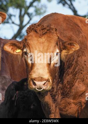 Ein Kopfschuss eines großen Red Poll Bullen mit einem Ring durch die Nase. Stockfoto