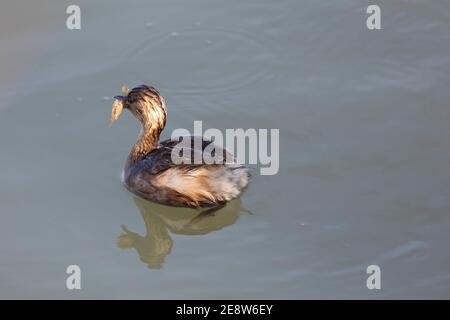 Kleiner Zwergtaucher (Tachybaptus ruficollis), der einen jungen roten Sumpfkrebse vordatiert (Procambarus clarckii) Stockfoto