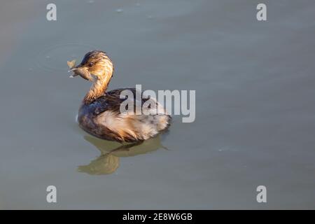 Kleiner Zwergtaucher (Tachybaptus ruficollis), der einen jungen roten Sumpfkrebse vordatiert (Procambarus clarckii) Stockfoto