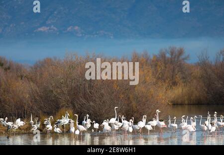 Großer Flamingo (Phoenicopterus roseus) Gaggle Stockfoto