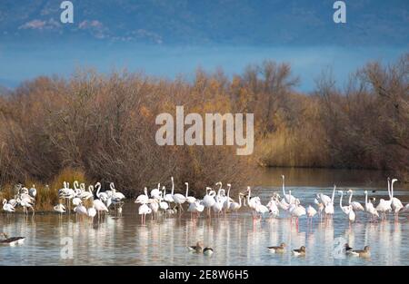 Großer Flamingo (Phoenicopterus roseus) gaagle mit Graugänsen (anser anser) Im Vordergrund Stockfoto