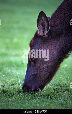 Elchkuh grast in Mammoth, Yellowstone National Park, Wyoming. Stockfoto