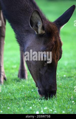 Elchkuh grast in Mammoth, Yellowstone National Park, Wyoming. Stockfoto