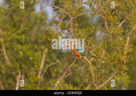 Storch-billed Eisvogel genießen Winter frühen Morgensonne in Sundarban National Park befindet sich im westbengalischen Staat Indien Stockfoto