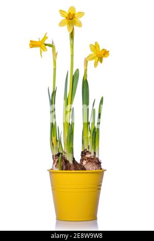 Blühende gelbe Narzisse isoliert auf weißem Hintergrund. Stockfoto