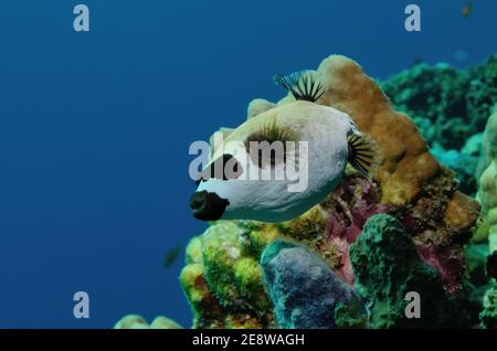 Arothron diadematus, Maskenpuffer, Maskenkugelfisch, Utopia Beach, Red Sea, Egypt, Rotes Meer, Ägypten Stockfoto