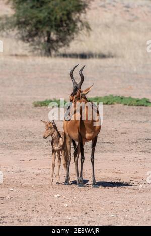 Red Hartebeest (Alcelaphus buselaphus caama) mit Jungen, Kgalagadi Transfrontier Park, Südafrika Stockfoto