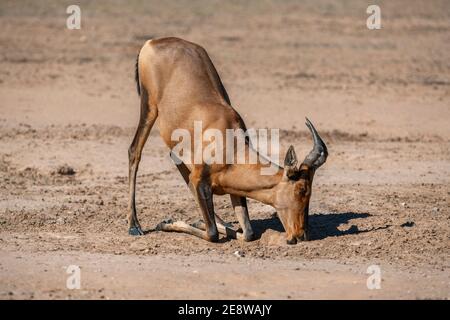 Roter Hartebeest (Alcelaphus buselaphus caama) bei Salzleck, Kgalagadi transfrontier Park, Südafrika Stockfoto