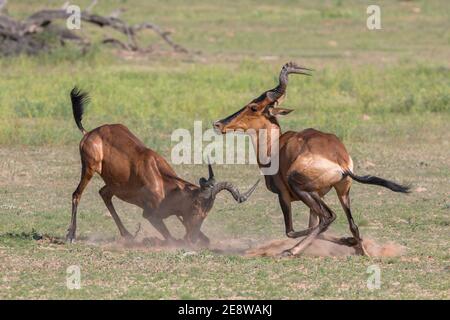 Rothartebeest (Alcelaphus buselaphus caama) Kampf, Kgalagadi Grenzübergangspark, Südafrika Stockfoto