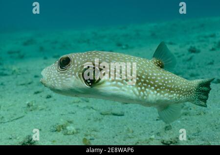 Arothron hispidus, Kugelfisch, Weißflecken-Kugelfisch, Utopia Beach, Rotes Meer, Ägypten, Rotes Meer, Ägypten Stockfoto