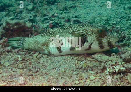 Arothron hispidus, Kugelfisch, Weißflecken-Kugelfisch, Utopia Beach, Rotes Meer, Ägypten, Rotes Meer, Ägypten Stockfoto