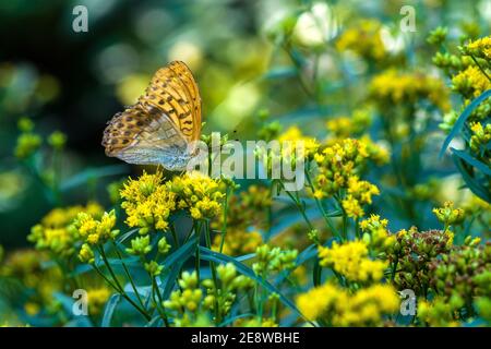 Schmetterling Würdenträger Himbeere zwischen gelben Blüten Stockfoto