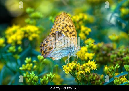 Schmetterling Würdenträger Himbeere zwischen gelben Blüten Stockfoto