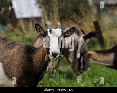 Junge graue Ziege kaut grünes Gras am Sommertag auf der Wiese. Selektiver Fokus Stockfoto