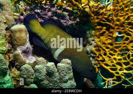 Cephalopholis argus, Peacock Hind, Pfauen-Zackenbarsch, Utopia Beach, Red Sea, Egypt, Rotes Meer, Ägypten Stockfoto