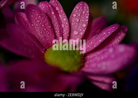 Makro-Aufnahme von Regen Tropfen auf gelbe Chrysantheme, Sommerblumen und Sonnenschein, nah an der Natur Stockfoto