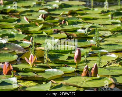 Nahaufnahme von Lotus Seerose In See Stockfoto