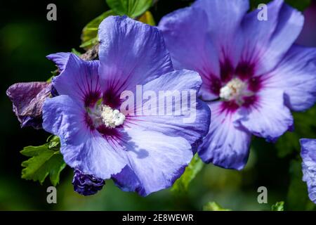 Hibiscus sinosyriacus 'Blue Bird' eine Sommer blühende Strauchpflanze mit Eine blau-lila Sommerblume, die allgemein als chinesische Rose bekannt ist Von Sharon oder Rose Stockfoto