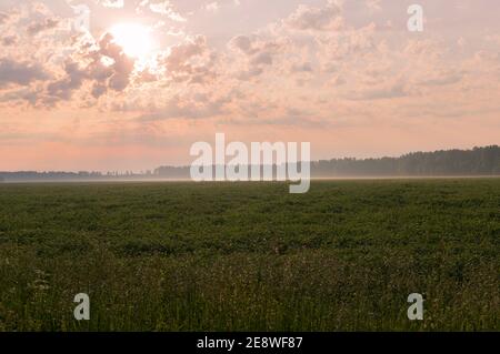 Schöne Landschaft am Morgen. Die Strahlen der Sonne machen ihren Weg durch die Wolken und beleuchten die Wiese und den Wald im Morgennebel im Hintergrund Stockfoto