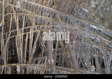 schilf Stiele im Winter mit Schicht aus Eis Vollrahmen Nahaufnahme Stockfoto