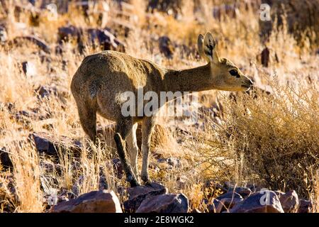 Damara Dik-dik (madoqua kirkii ) grast auf einem Hang im Fish River Canyon. Namibia. Stockfoto