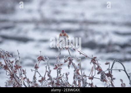 Europäischer Goldfink (Carduelis carduelis) ruht auf einem gefrorenen Zweig im Winter nebligen Morgen. Selektiver Fokus Stockfoto