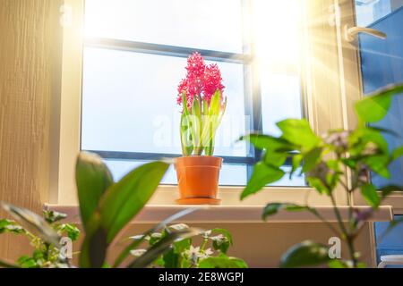 Drei rosa violette Hyazinthen unter anderen Blumen und Pflanzen im Innenbereich Auf der Fensterbank in der Wohnung von der Sonne beleuchtet Vom Balkon Stockfoto