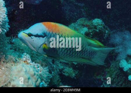 Epibulus insidiator, Slingjaw Lippfisch, männlich, terminale Phase, terminale Phase, Utopia Beach, Red Sea, Egypt, Rotes Meer Stockfoto