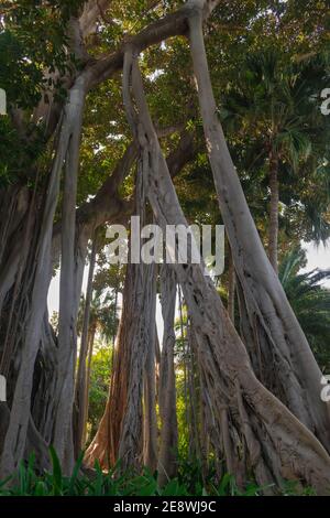 Moreton Bay Fig, (Ficus macrophylla), mit großen Luftwurzeln, Nahaufnahme Stockfoto