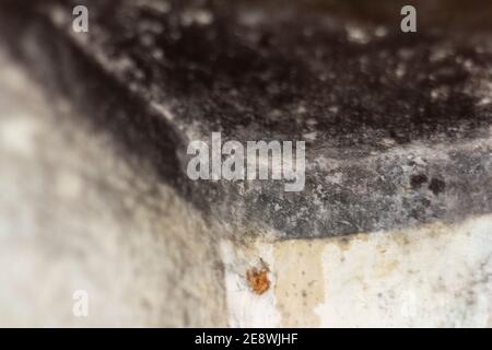 Schwarzer Schimmel in der Ecke und an der Decke des Zimmers.gefährlich für Leben und Gesundheit. Stockfoto