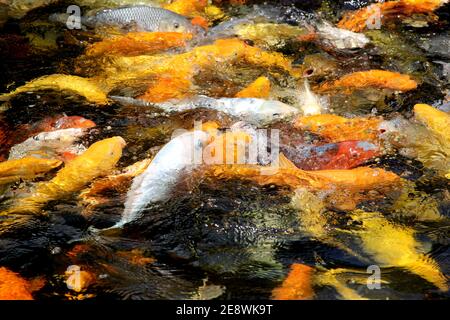 Fantastische farbige Koi Karpfen schwimmen am Teich im Garten Stockfoto