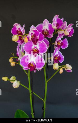 Violette und weiße Orchidee (Phalaenopsis), blühend mit schwarzem Hintergrund Stockfoto
