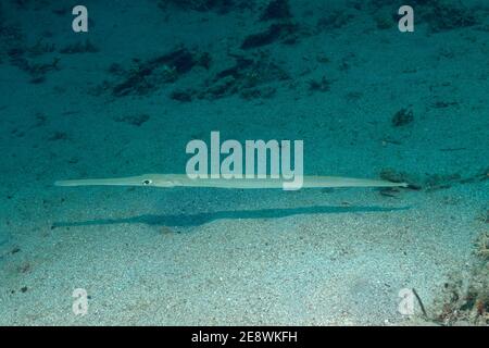 Fistularia commersonii, Glatter Flötenfisch, Blauspottkornfisch, Utopia Beach, Rotes Meer, Ägypten, Rotes Meer, Ägypten Stockfoto