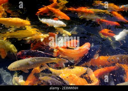 Fantastische farbige Koi Karpfen schwimmen am Teich im Garten Stockfoto