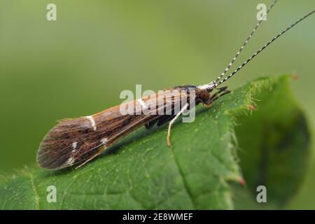 Athripsodes albifrons caddisfly ruht auf Brambleaf. Tipperary, Irland Stockfoto