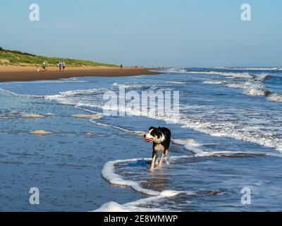 Border Collie Hund paddeln zwischen flachen Wellen auf Mablethorpe Strand, Lincolnshire, England Stockfoto