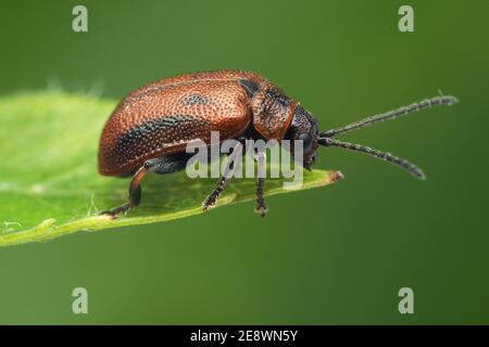 Weißdorn-Blattkäfer (Lochmaea crataegi) bei der Erholung auf Weißdornblatt. Tipperary, Irland Stockfoto