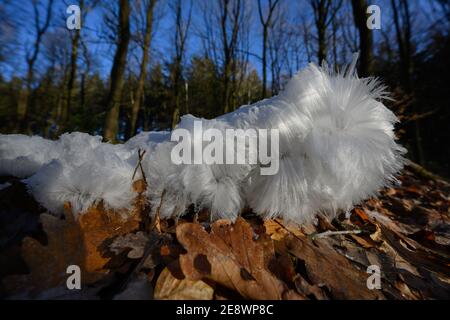 Haareis, Eishaare auf Holz, haariges Eis sehen aus wie weißes Haar, feine Eisstrukturen, strenge filamentöse Eisstrukturen Stockfoto